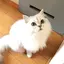 Yuのプロフィール画像