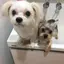 かのプロフィール画像
