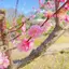 rupinのプロフィール画像