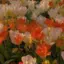 お花のプロフィール画像
