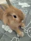 Rush🐇のプロフィール画像