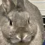 りりのプロフィール画像