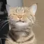 ほのかのプロフィール画像