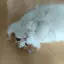 ととまるのプロフィール画像