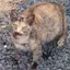 もんすのプロフィール画像