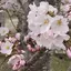 Aoのプロフィール画像