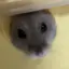 さくのプロフィール画像