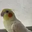 雛子のプロフィール画像