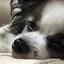よりこのプロフィール画像