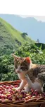 あおのプロフィール画像