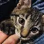 Ayaのプロフィール画像