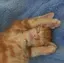 めぐ。のプロフィール画像