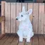 ちぃくまのプロフィール画像