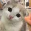 ことのプロフィール画像