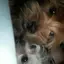 ドキンちゃんのプロフィール画像