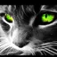 猫モフのプロフィール画像