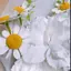 Chisaのプロフィール画像