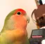 響のプロフィール画像