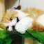 チェルシーのプロフィール画像