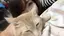 Hiiのプロフィール画像