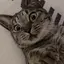 あゆみのプロフィール画像