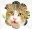 mm_nyan_kkoのプロフィール画像