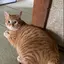 カエルのプロフィール画像