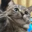 ふのプロフィール画像