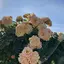 彩華のプロフィール画像