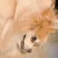 くるくるのプロフィール画像
