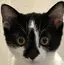 Ciccaのプロフィール画像