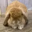 チョコパンのプロフィール画像