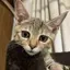 ダンボのプロフィール画像