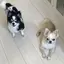 よしこさんのプロフィール画像