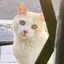 ありのプロフィール画像