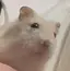 あゆなのプロフィール画像