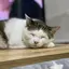 Anのプロフィール画像