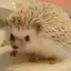 ティアラのプロフィール画像