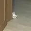 にゃんこまるのプロフィール画像