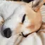 リュウのプロフィール画像