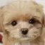 みくりのプロフィール画像