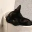 Megのプロフィール画像