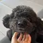 ぽちゃこのプロフィール画像