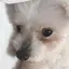 Ayaのプロフィール画像