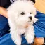 t♡のプロフィール画像