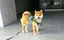 めぐのプロフィール画像