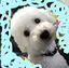 志帆のプロフィール画像
