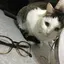 のんのプロフィール画像