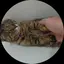 Rのプロフィール画像