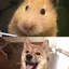 せがちゃぴんのプロフィール画像